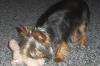 New to the site...and new Yorkie puppy Linus-dcp_0024.jpg