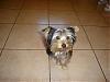 Chloe's first grooming-dsc00025.jpg