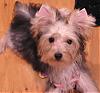 Little Miss No Name- has a name-ears-004.jpg