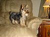 new pictures of snickers... 6months old ALREADY!-snickers-6m.jpg
