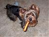 Why you shouldn't smoke around your Yorkie!-hpim1079.jpg