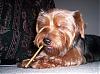 Why you shouldn't smoke around your Yorkie!-tucker.jpg
