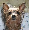 Is Jack a purebred Yorkie?-img_1496.jpg