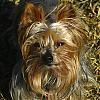 Is Jack a purebred Yorkie?-img_2707.jpg