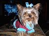 Is Jack a purebred Yorkie?-juliet-030.jpg