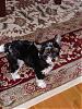 My new Biewer Yorkie pup...Hansel!-hanselmay282006-018.jpg