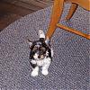 My new Biewer Yorkie pup...Hansel!-hanselmay282006-022r.jpg