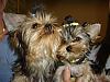 Annika's cousin placed at the AKC dog show in Spokane-20060528-02-dog-show-yorkie-annika.jpg