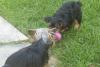 Lexi has a new baby brother-tug-war-grass.jpg