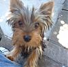 My very first Yorkie :)-dsc00626.jpg