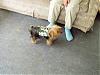Louie and Bella with new harness vests!-louie-harness-vest-450-x-338-.jpg