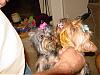 Lola's 1st trip to the groomers-give-me-600-x-450-.jpg