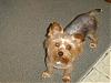 Princess has her summer cut!!!!-dsc01000-1.jpg