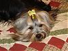 Sophie's first dog bows finally!-album-10-123-320-x-240-.jpg