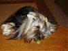 Sophie's first dog bows finally!-album-10-118-320-x-240-.jpg