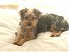 How much do your Yorkie's weigh? (compare here)-picture-312..jpg