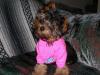 Pics of gracie!!!-krystal-002.jpg