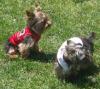 San Diego Yorkies @ PLAY!!-melli-hef.jpg