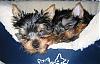 Sleeping pictures-fen-bark-asleep.jpg