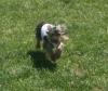 San Diego Yorkies @ PLAY!!-hefrunning.jpg