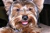 How much do your Yorkie's weigh? (compare here)-445841043chvbin_ph-1-.jpg