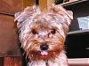 How much do your Yorkie's weigh? (compare here)-pebbles06-001.jpg