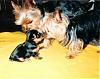 New Pics Of Max When He Was Born :-)-maxsnickscooter6.jpg