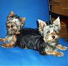 Two headed Yorkie???-double-sided-r.jpg