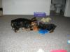 Gracie and Cosmo pics-heather-009.jpg