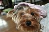 Show us your Hats ,doggles or anything funky-mininew-030-medium-.jpg