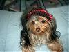 Show us your Hats ,doggles or anything funky-simg5815-800-x-600-.jpg