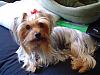 How much do your Yorkie's weigh? (compare here)-penny.jpg
