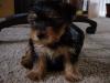 Pics of Bruno (hopefully)!-dsc01385.jpg