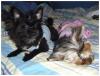 Oreo & Ginger after a bath and a trim.-oreogingee2.jpg