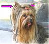 Pic of your Yorkie ears....-lines.jpg