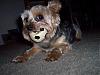 Weegie, Wanna Play Ball With Me?-100_2343.jpg