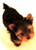 Young and Old-killer-9wks-008.jpg