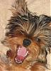 Let's see your tongue pictures!-funnymonkeytounge.jpg
