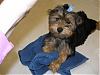 Give it up for Chewy! I'm NEW to YT!-stylin-blue-bow-3-09-06-3-large-.jpg