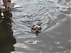 Learning to Swim at Lake Starring-chewy-libby-starring-lake-mn-020-large-.jpg