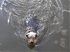 Learning to Swim at Lake Starring-chewy-libby-starring-lake-mn-021-large-.jpg