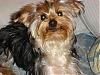 #1 Yorkie Dad (in my house)....-arambula-pictures-008-640-x-480-.jpg