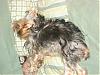 #1 Yorkie Dad (in my house)....-arambula-pictures-080-640-x-480-.jpg