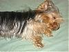 #1 Yorkie Dad (in my house)....-arambula-pictures-134-640-x-480-.jpg