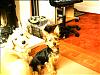 our doggies-picture-our-first-shots-224.jpg