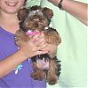 Pic's of Missy's Lillie Rose-maddie.jpg