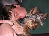 Let's show all our Yorkie Daddy pics-img_0527.jpg
