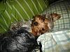 Let's show all our Yorkie Daddy pics-arambula-pictures-009-640-x-480-.jpg