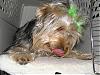 Let's see your tongue pictures!-black-green-bow-045-large-.jpg