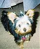 this is pixie...-705861-r1-04-3a_edited.jpg